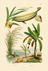 Bamboo, 1833-39